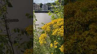 truro july2024 trurocornwall bumblebee yellowflower windy england англия englandsummer [upl. by Eekorehc879]