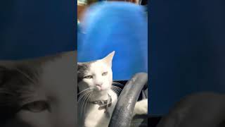 cat shortvideo funny latestvideo viralvideo trendingshorts dialogue [upl. by Esertak]