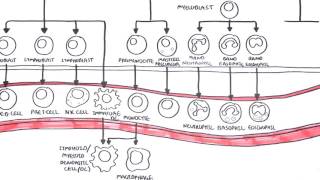 Haematopoesis and Myeloproliferative Disorder  Overview [upl. by Barlow]