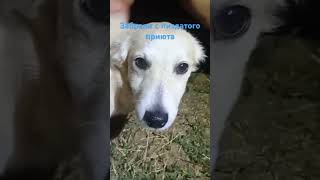 Пакимон его имяdog smule [upl. by Wilde]