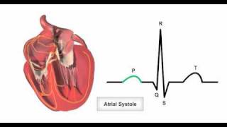 Anatomy amp Physiology Online  Cardiac conduction system and its relationship with ECG [upl. by Kendra]