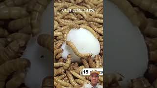 10000 Superworms VS Egg Timelapse Mealworms eating egg uceftimelapse worm egg eating [upl. by Maggie748]