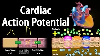 Cardiac Action Potential Animation [upl. by Eerrehc92]