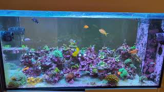 4FT Peninsula Reef Tank 132G [upl. by Lemuelah]