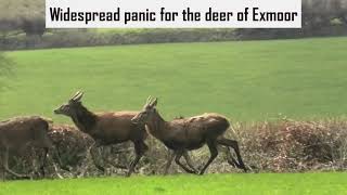 Devon and Somerset Staghounds cause widespead deer disturbance [upl. by Eanahs]