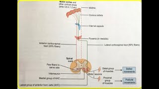 Corticobulbar amp Corticospinal Tracts  II [upl. by Con]