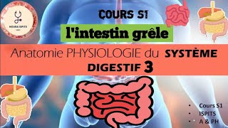 cours S1 Anatomie PHYSIOLOGIE du SYSTÈME DIGESTIF 3  lintestin grêle 📚شرح شامل 🩺anatomy [upl. by Normie]