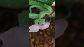 WEST AFRICA BUSH VIPER ATHERIS CHLORECHIS LOVEYOUTUBESHORTSSHORTSFYP WILDLIFEAFRICAVENOMOUS [upl. by Asert]