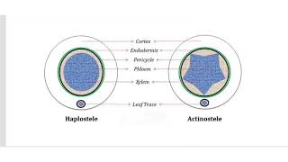 Types of protostele  botany [upl. by Nerag674]