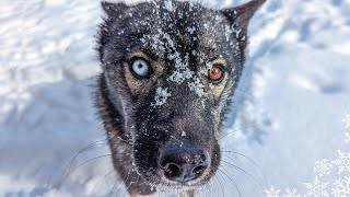 My Husky Enjoying Snow Day Slow Motion Huskies Playing in the Snow [upl. by Burta]