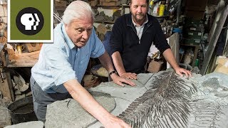 Discovering a New Ichthyosaur [upl. by Igenia]