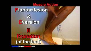 Fibularis Peroneus Longus Muscle Anatomy 512 Peroneus Longus Muscle Stretch amp Exercise [upl. by Dav]