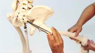 Piriformis Muscle Medially Rotates with Dr Joe Muscolino [upl. by Benedetta]