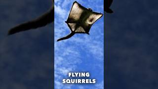 Flying Squirrels  Fast Facts [upl. by Philine]