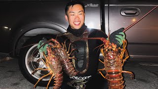 California Spiny Lobster Diving  Grabbed A Couple of Nice Chunky Ones [upl. by Borchert]