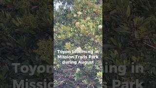 White flowers bloom on Toyon in August A best drought tolerant evergreen for landscapes [upl. by Dannel139]