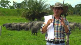 Producción cría y consumo de carne de búfalo  TvAgro por Juan Gonzalo Angel [upl. by Danieu]