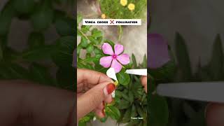 How to vinca cross pollination trending flowers youtubeshorts [upl. by Calise]