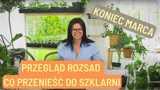 PRZEGLĄD ROZSAD CO WYNIEŚĆ DO SZKLARNI KONIEC MARCA [upl. by Torray]