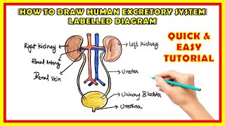 How To Drawn Human Excretory System Labelled Diagram Easy For Class 9th amp 10th  Human Excretion [upl. by Calderon101]