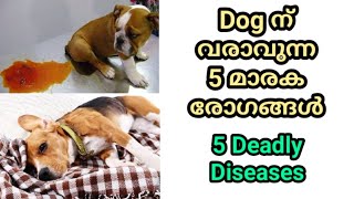 5 deadly dog diseases  distemper  parvo  rabies  vaccination  നായയെ വളര്‍ത്തുന്നവര്‍ അറിയാന്‍ [upl. by Vil]