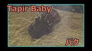 Tapir baby バクの赤ちゃんはウリ坊柄【多摩動物公園】 [upl. by Anuhsal]