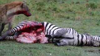 Hyena eating zebra alive Hyena and zebra fightTiger vs Lion lion hyena [upl. by Monroe]