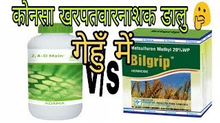 dupont algrip vs 2 4 D Amine 58 VS Metsulfuron 20 गेहूं में खरपतवार के लिए कौन सा स्प्रे करें [upl. by Eve]