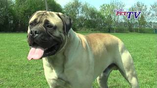 Bullmastiff Informationen zur Rasse [upl. by Alegnat]