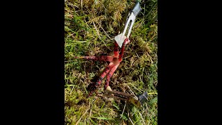 Michael Allen Z Prime bioelectrical sounds of Octopus Stinkhorn Clathrus archeri [upl. by Suilmann501]