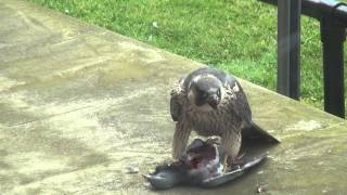 Peregrine falcon eating pigeon University of Birmingham HD [upl. by Cire6]