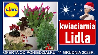 LIDL  Nowa Oferta od Poniedziałku 11122023  Kwiaciarnia Lidla [upl. by Goer]