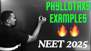 PHYLLOTAXY EXAMPLES TRICKS botany neet neet2025 tricks [upl. by Imhskal]