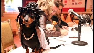 Crusoe at the Woofstock High Tea Red Carpet Event  Fairmont Toronto [upl. by Raffin]