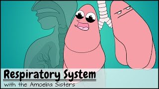 Respiratory System of the Human Body  How the Lungs Work Animation [upl. by Mcgrody345]