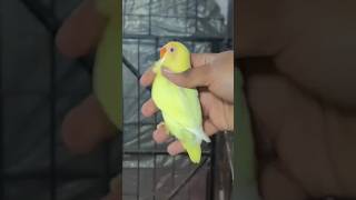 Creamino lovebird mutation viral beautiful [upl. by Beekman801]