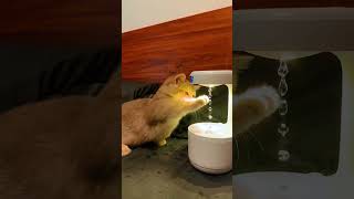 Cat licking water drops viralvideo cat viralshort viralreels viralshorts [upl. by Llenrod125]