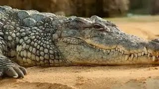 Plover Bird Came to Clean Crocodile’s Teeth [upl. by Yvor103]