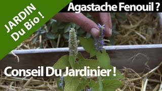 lAgastache Fenouil  Nature et Plantes [upl. by Dalenna]