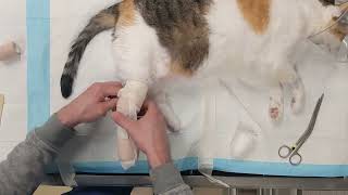 Cat Cast Bandage Broken Ankle [upl. by Sellihca]