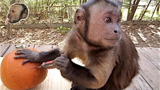 Capuchin Monkey and a Pumpkin [upl. by Nita993]