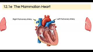 The Mammalian Heart [upl. by Sabian]