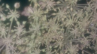 Heracleum or HogweedChimpin Flora Plant Nature Short YTShort YoutubeShort Clip Bud Garden [upl. by Enilesor795]