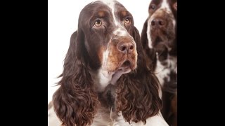 Springer Spaniel [upl. by Malachi]