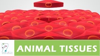 ANIMAL TISSUES PART 02 [upl. by Pampuch780]