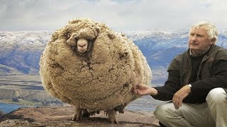 This sheep escaped For 6 Years when he returned Everyone was amazed [upl. by Arol]