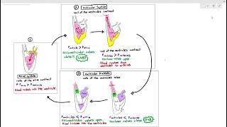 815 Cardiac Cycle Cambridge AS amp A Level Biology 9700 [upl. by Ellehcit]