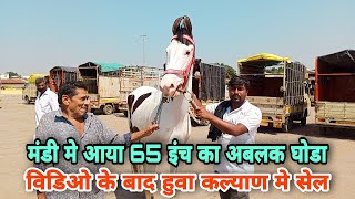 अभि येवला मंडी मे भी आने लगे बडे हाईट वाले घोडे।।Yeola Ghoda Mandi  Big Ablak Horse In Yeola Mandi [upl. by Matheny272]