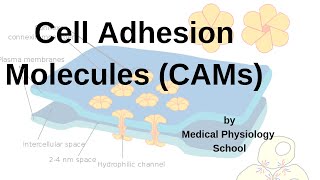 Cell Adhesion Molecules CAMs Integrins Adhesion molecules cadherinsselectins [upl. by Oiluj]