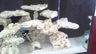 How to Aquascape a reef aquarium [upl. by Barden414]